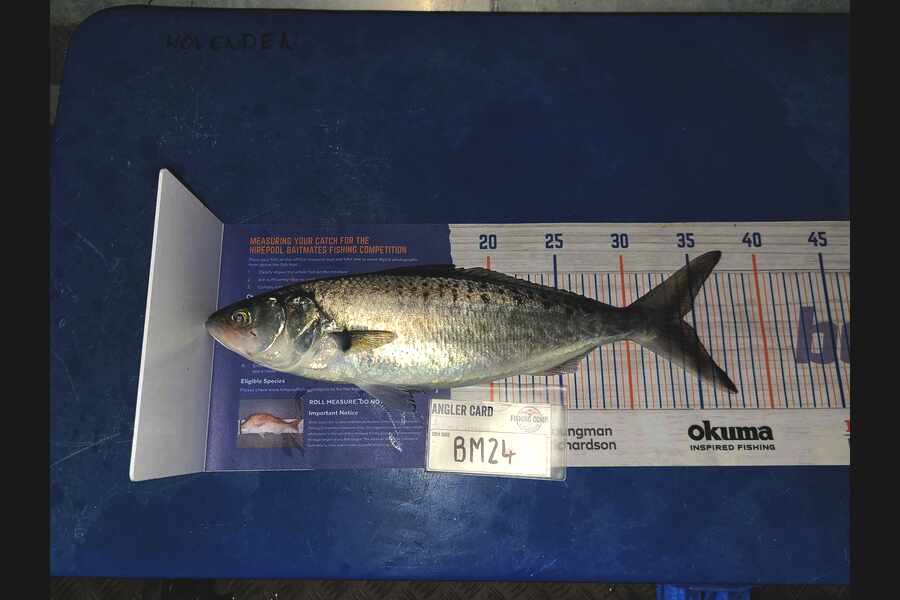 Bentley Hovenden caught this 34.0cm Kahawai at Nelson/Marlborough during The Hirepool Baitmates Fishing Comp