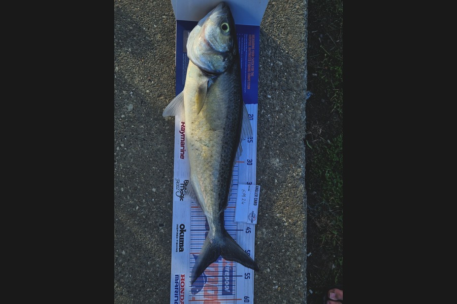 Imogen Arbuckle caught this 50.5cm Kahawai at Wairarapa
 during The Hirepool Baitmates Fishing Comp
