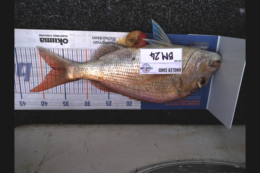 Alex Devine caught this 37.5cm Snapper at Auckland during The Hirepool Baitmates Fishing Comp