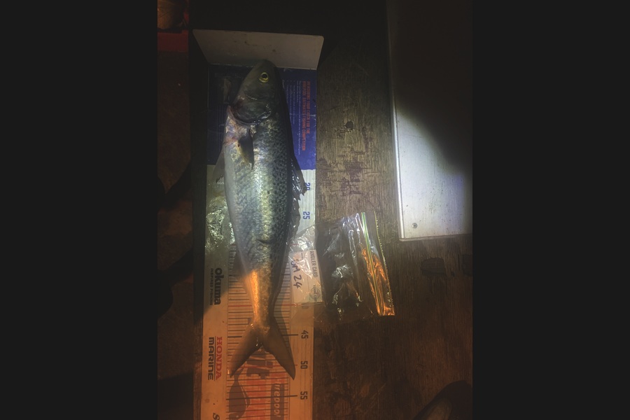 Matt Harrison caught this 46.0cm Kahawai at Northland during The Hirepool Baitmates Fishing Comp