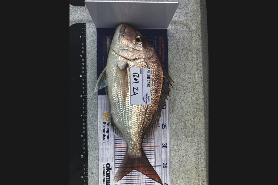 Hudson Murray caught this 35.5cm Snapper at Nelson/Marlborough during The Hirepool Baitmates Fishing Comp