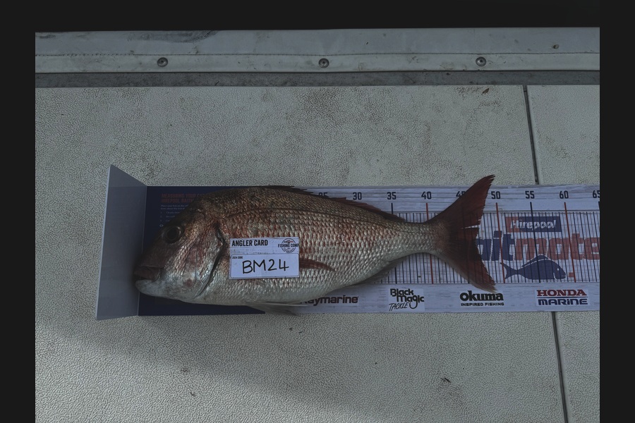 Jake Brooks caught this 46.0cm Snapper at Northland during The Hirepool Baitmates Fishing Comp