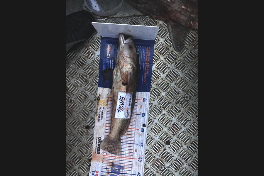 Paul Dunn caught this 38.5cm Blue Cod at Otago during The Hirepool Baitmates Fishing Comp