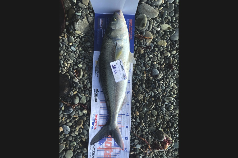 Paul Dunn caught this 54.5cm Kahawai at Canterbury during The Hirepool Baitmates Fishing Comp