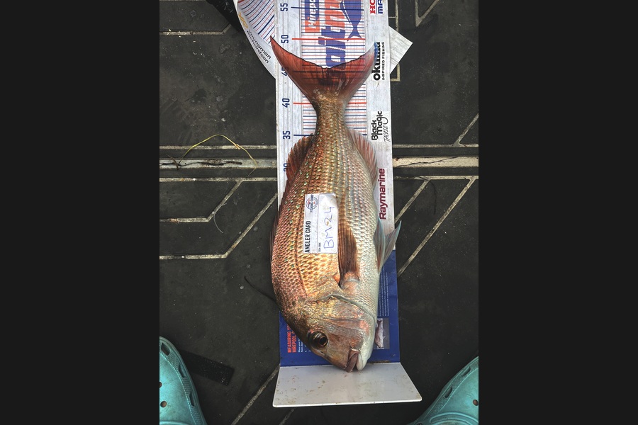 Cameron White caught this 45.5cm Snapper at Northland during The Hirepool Baitmates Fishing Comp