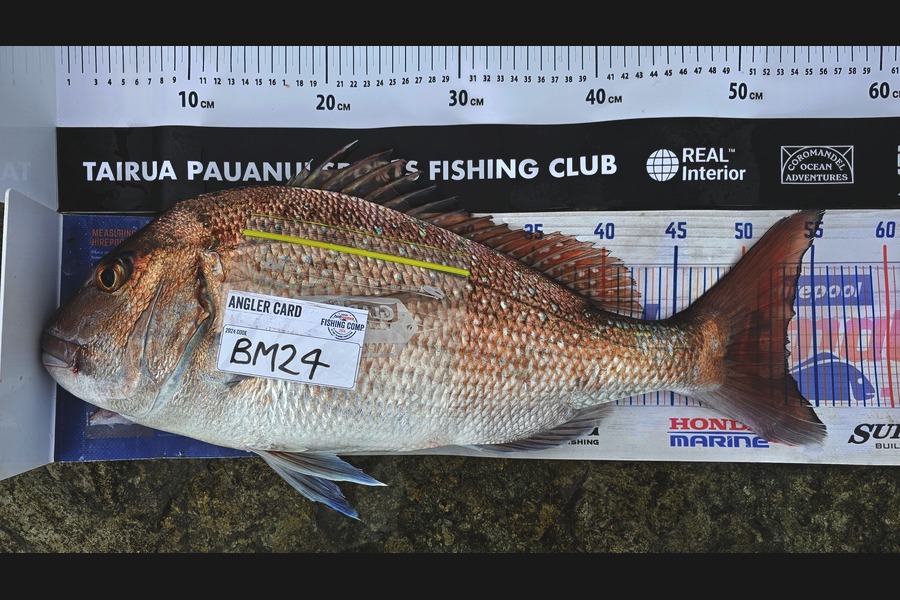 Troy Rae-Royle caught this 53.0cm Snapper at Coromandel during The Hirepool Baitmates Fishing Comp