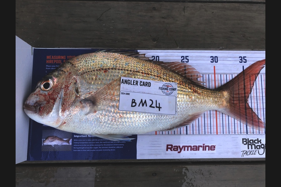Guy Marshall caught this 35.0cm Snapper at Wellington during The Hirepool Baitmates Fishing Comp