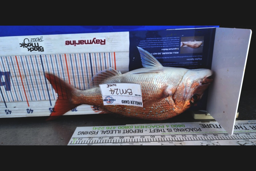 luke Curtis caught this 32cm Snapper at Coromandel during The Hirepool Baitmates Fishing Comp