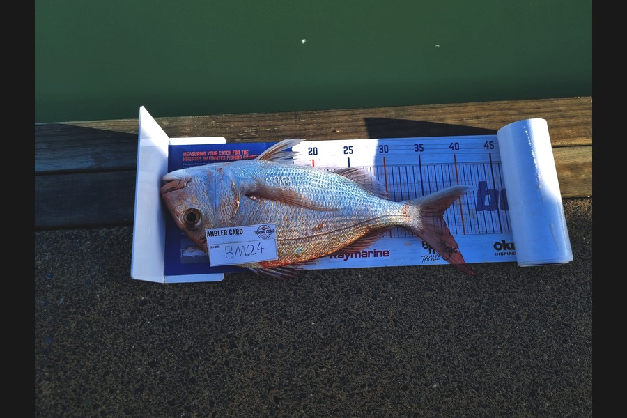 Alex Filyaev caught this 37.0cm Snapper at Auckland during The Hirepool Baitmates Fishing Comp