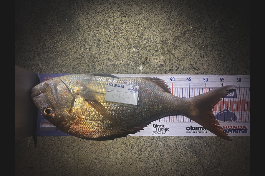 Raewyn Flay caught this 51.5cm Snapper at Northland during The Hirepool Baitmates Fishing Comp