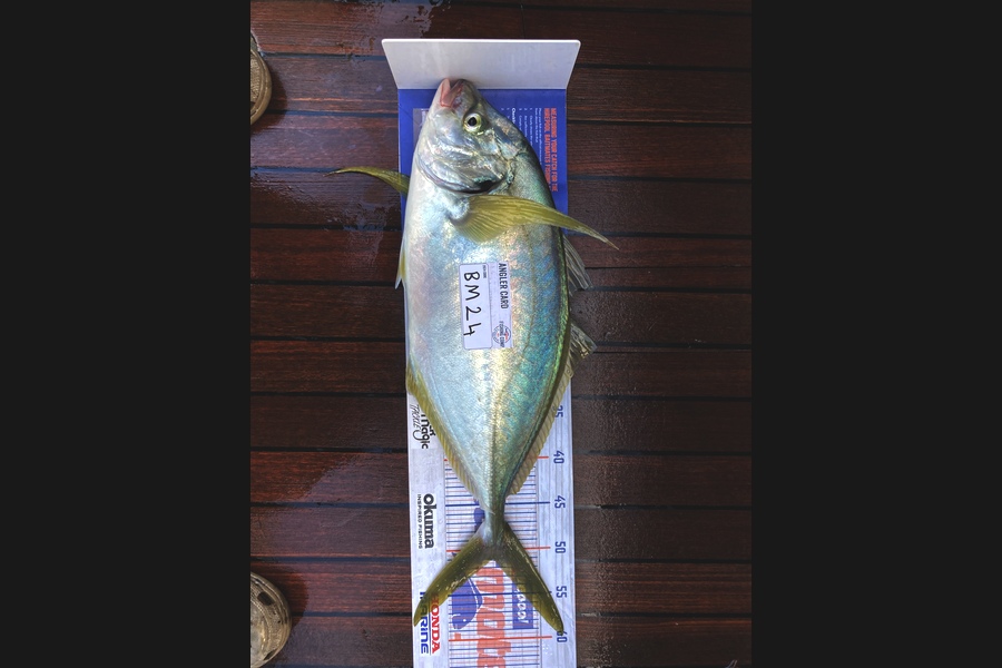Joseph Heta caught this 51.0cm Trevally at Northland during The Hirepool Baitmates Fishing Comp