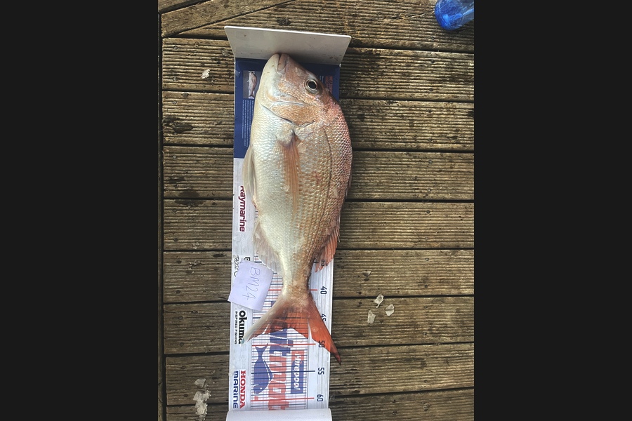 Nathan Brewster caught this 47.0cm Snapper at Coromandel during The Hirepool Baitmates Fishing Comp