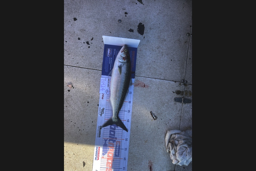 Nathan Brewster caught this 42.5cm Kahawai at Coromandel during The Hirepool Baitmates Fishing Comp