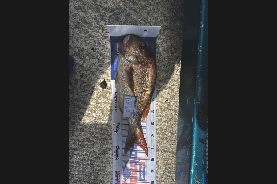 Nathan Brewster caught this 43.0cm Snapper at Waikato during The Hirepool Baitmates Fishing Comp