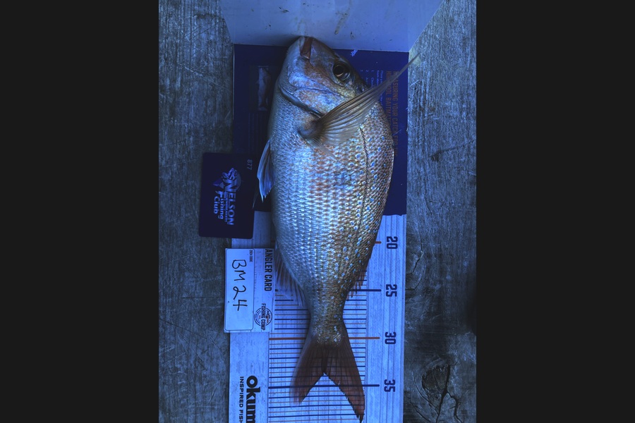 Ruby Scholes caught this 33.5cm Snapper at Nelson/Marlborough during The Hirepool Baitmates Fishing Comp