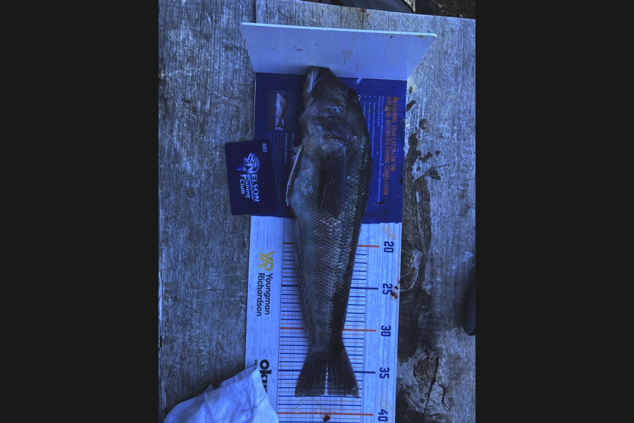 Shannon Scholes caught this 37.5cm Blue Cod at Nelson/Marlborough during The Hirepool Baitmates Fishing Comp