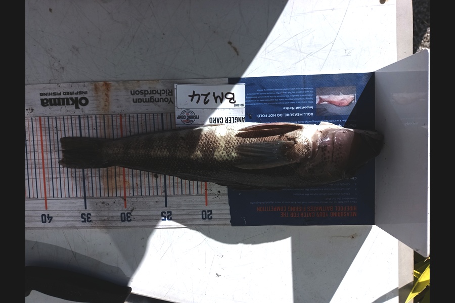 Jason Iorns caught this 37.5cm Blue Cod at Nelson/Marlborough during The Hirepool Baitmates Fishing Comp