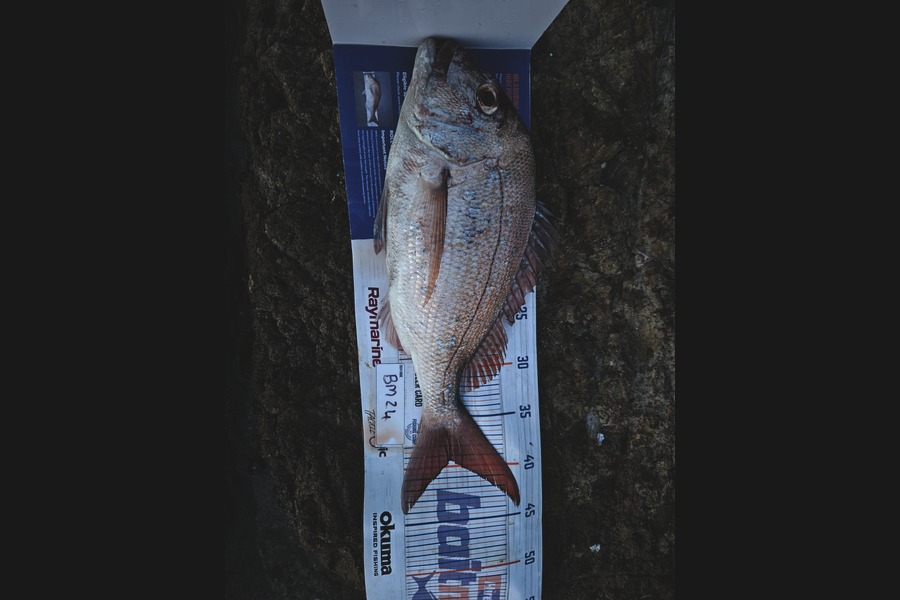Andre Zowitzkey caught this 39.5cm Snapper at Northland during The Hirepool Baitmates Fishing Comp