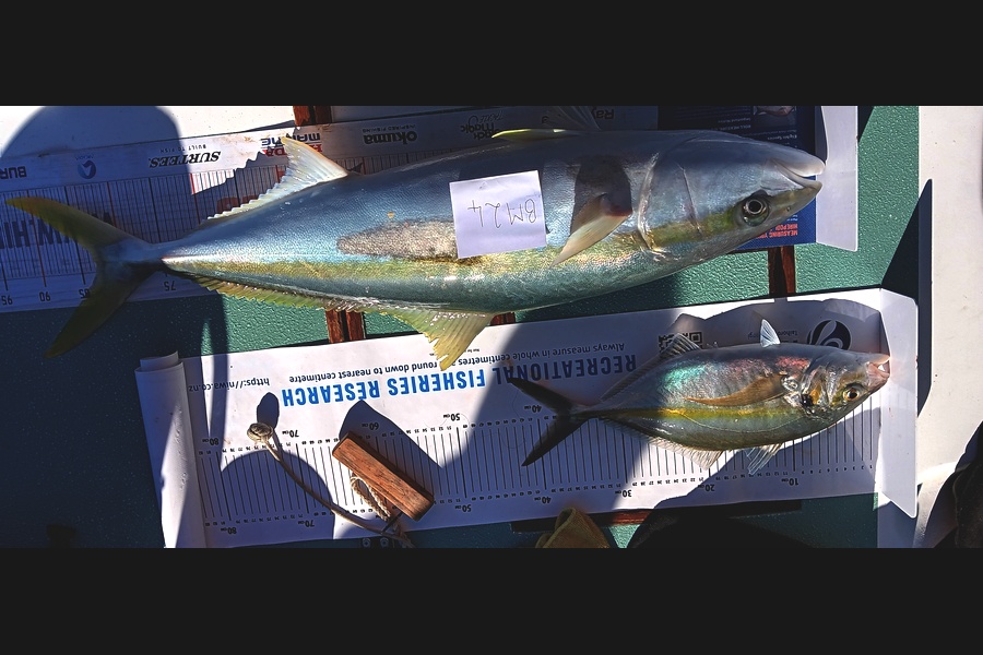 Jesse Lusby caught this 83.0cm Kingfish at Bay of Plenty during The Hirepool Baitmates Fishing Comp