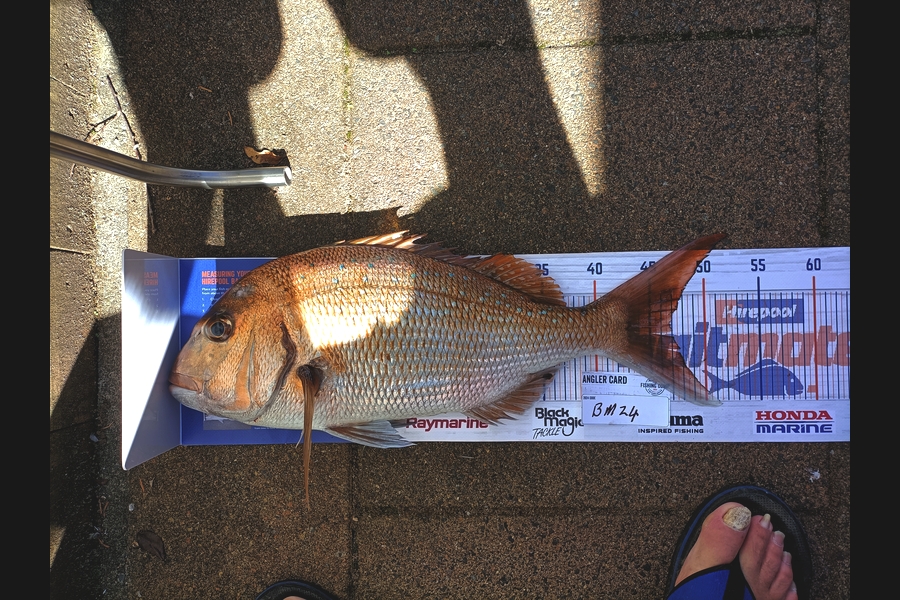 Harley Beckham caught this 47.0cm Snapper at Bay of Plenty during The Hirepool Baitmates Fishing Comp