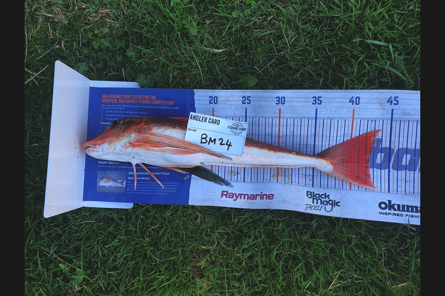 Trent Barrett caught this 42.5cm Gurnard at Hawkes Bay during The Hirepool Baitmates Fishing Comp