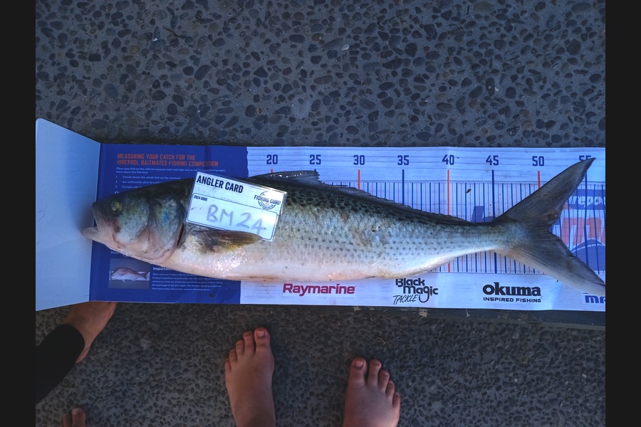 Richard Mcginley caught this 50.5cm Kahawai at Bay of Plenty during The Hirepool Baitmates Fishing Comp