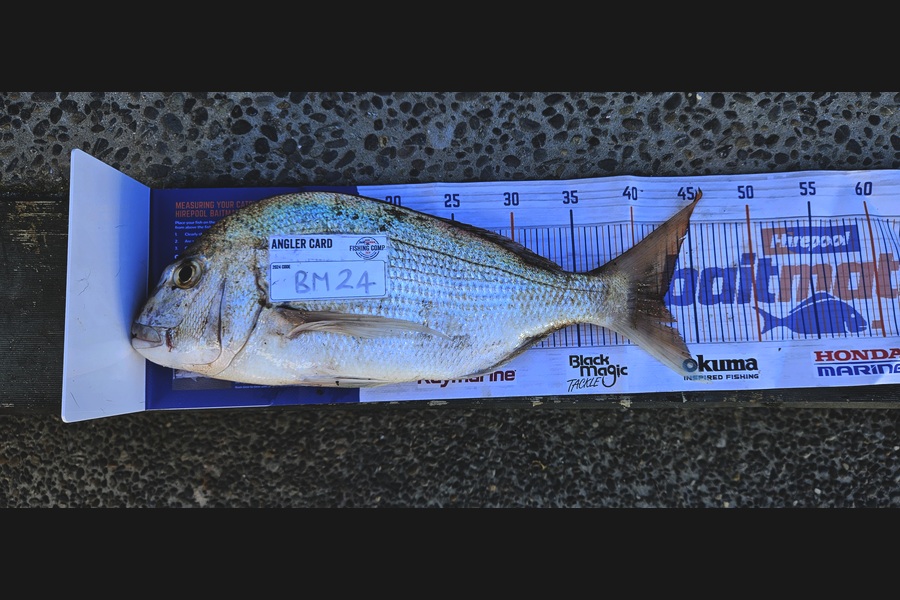 Toni Webb caught this 42.5cm Snapper at Bay of Plenty during The Hirepool Baitmates Fishing Comp