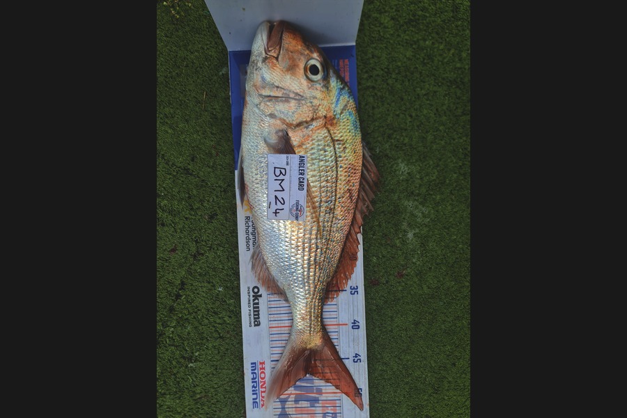Hendrik Klopper caught this 47.0cm Snapper at Northland during The Hirepool Baitmates Fishing Comp