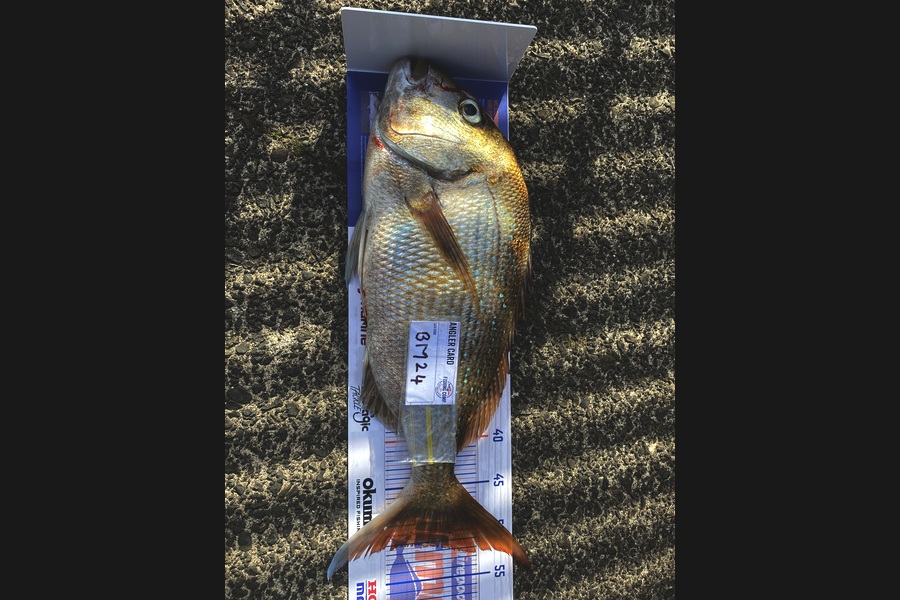 Steve Ryder caught this 51.0cm Snapper at Auckland during The Hirepool Baitmates Fishing Comp