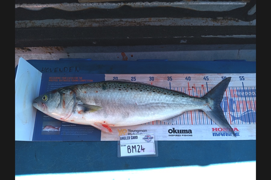 Bentley Hovenden caught this 47.5cm Kahawai at Nelson/Marlborough during The Hirepool Baitmates Fishing Comp