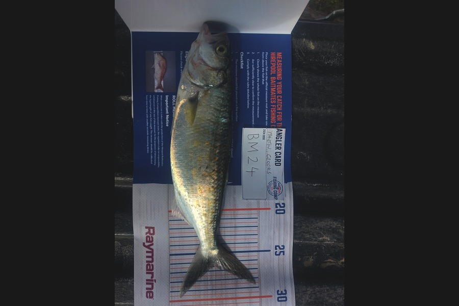 martin crooks caught this 26.5cm Kahawai at Northland during The Hirepool Baitmates Fishing Comp