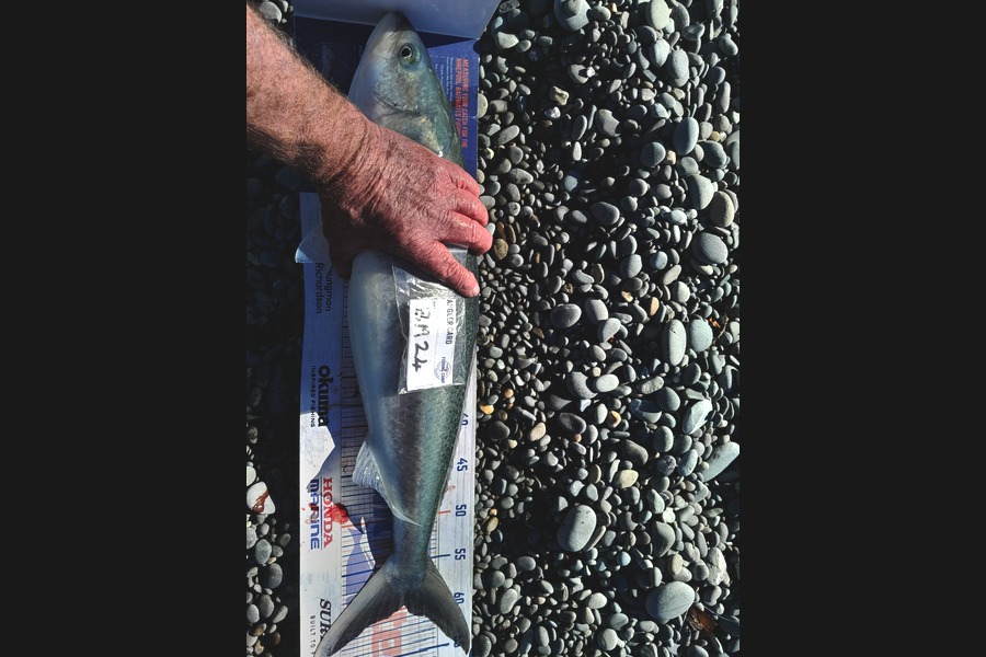 Bob Murphy caught this 59.5cm Kahawai at Otago during The Hirepool Baitmates Fishing Comp