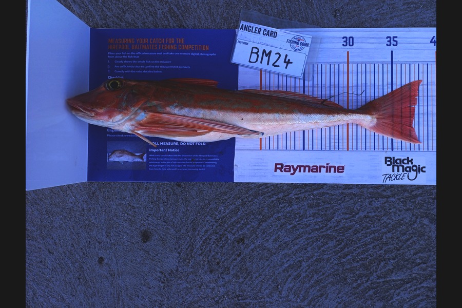 Stephen Anderson caught this 37.0cm Gurnard at Nelson/Marlborough during The Hirepool Baitmates Fishing Comp