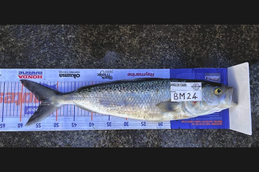 Andrei Labradores caught this 54.0cm Kahawai at Canterbury during The Hirepool Baitmates Fishing Comp