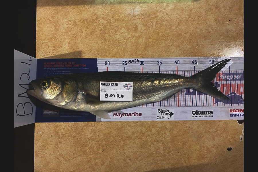 peter barry caught this 49.5cm Kahawai at Waikato during The Hirepool Baitmates Fishing Comp