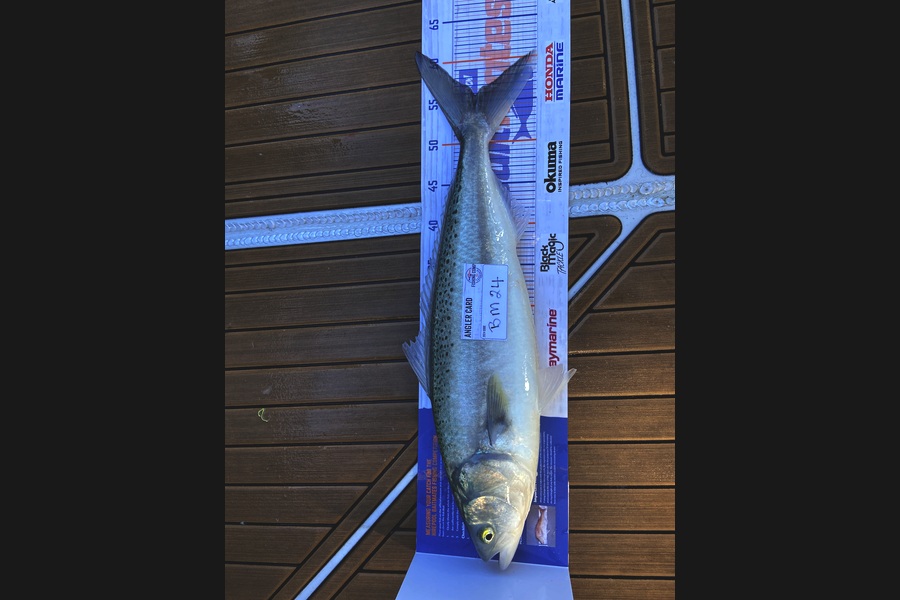 Sharon Cane caught this 55.5cm Kahawai at Canterbury during The Hirepool Baitmates Fishing Comp