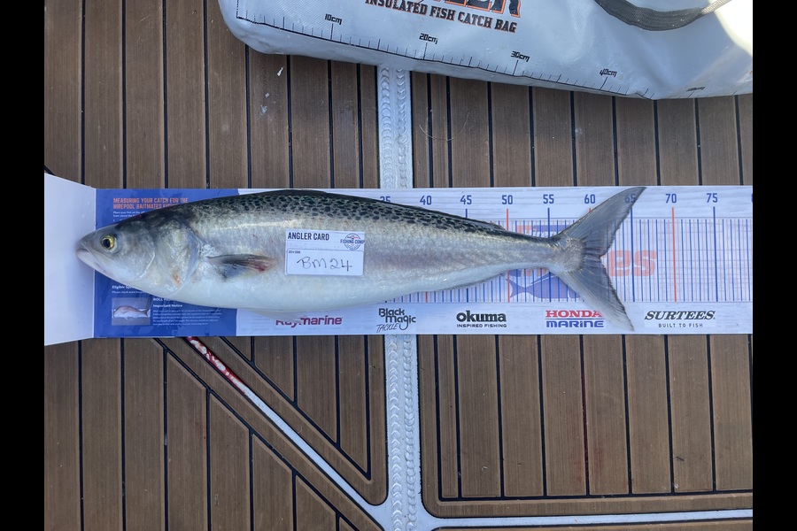 Neville Cane caught this 61.0cm Kahawai at Canterbury during The Hirepool Baitmates Fishing Comp