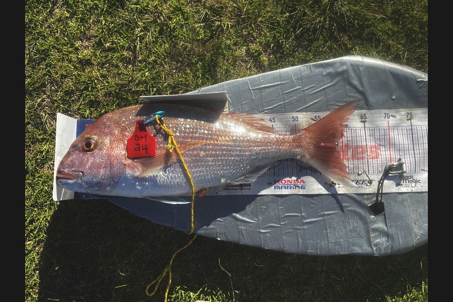 Graeme Duncan caught this 58.5cm Snapper at Bay of Plenty during The Hirepool Baitmates Fishing Comp