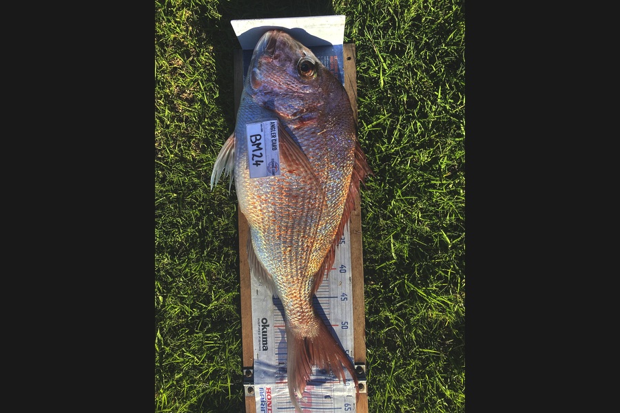 Mark Ray caught this 57.0cm Snapper at Bay of Plenty during The Hirepool Baitmates Fishing Comp