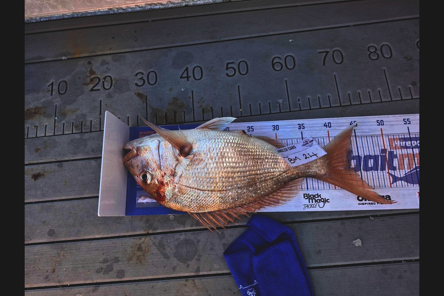 Sean Clarkson caught this 43.0cm Snapper at Coromandel during The Hirepool Baitmates Fishing Comp