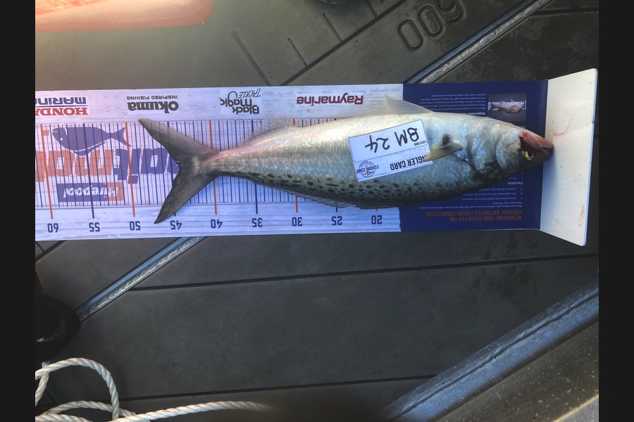 David Monagan caught this 44.0cm Kahawai at Hawkes Bay during The Hirepool Baitmates Fishing Comp