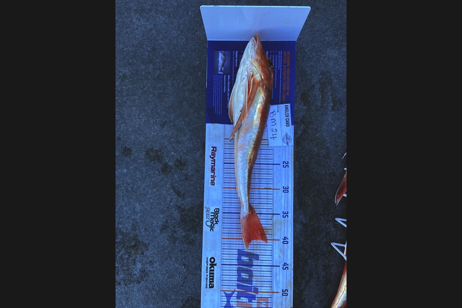Sharon Cane caught this 40.0cm Gurnard at Canterbury during The Hirepool Baitmates Fishing Comp