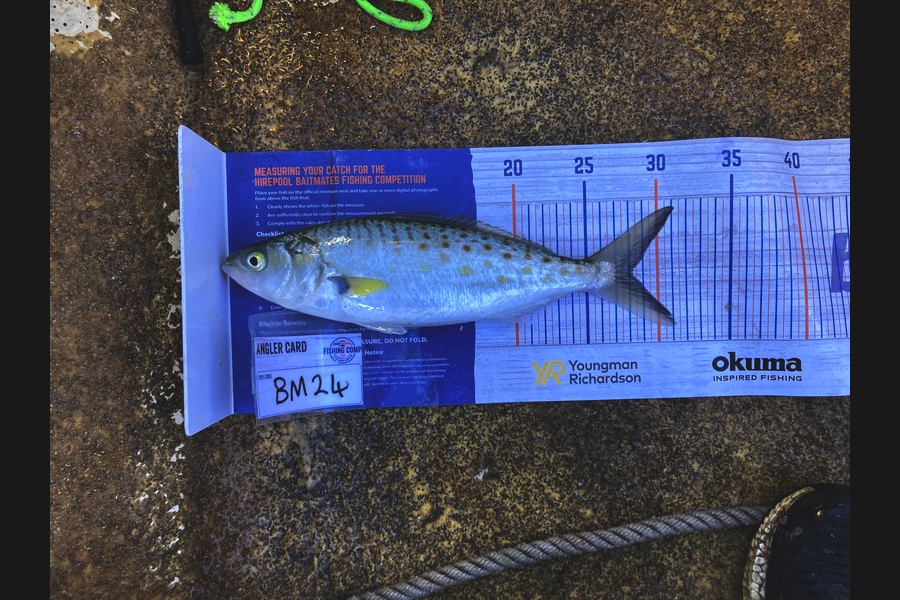 Anthony Murray caught this 28.0cm Kahawai at Wellington during The Hirepool Baitmates Fishing Comp