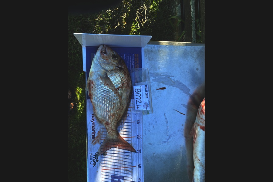Nash Morgan-hodson caught this 33.0cm Snapper at Wellington during The Hirepool Baitmates Fishing Comp