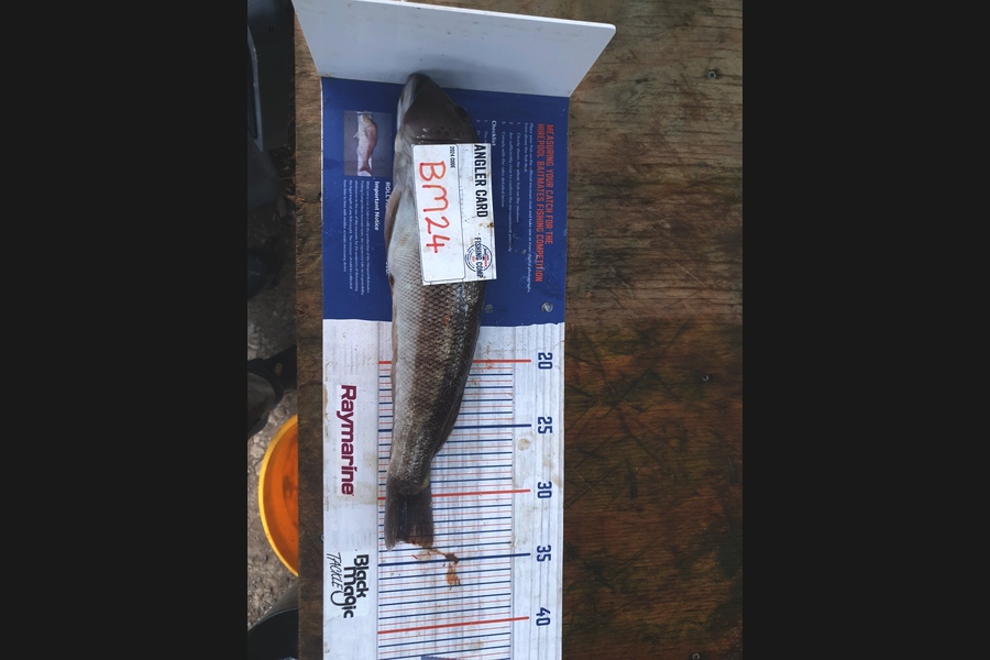 Rodney Niven caught this 33.0cm Blue Cod at Wellington during The Hirepool Baitmates Fishing Comp
