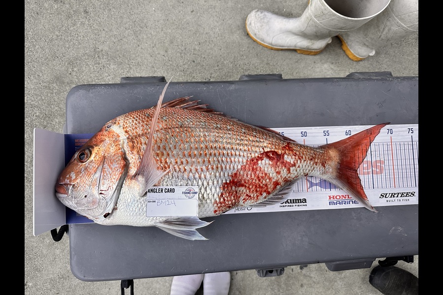 Olly Dowding caught this 61.5cm Snapper at Nelson/Marlborough during The Hirepool Baitmates Fishing Comp