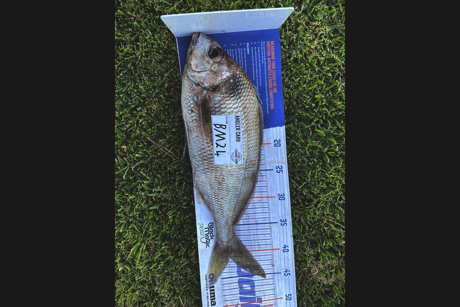 Jay Godden caught this 41.0cm Tarakihi at Wairarapa
 during The Hirepool Baitmates Fishing Comp