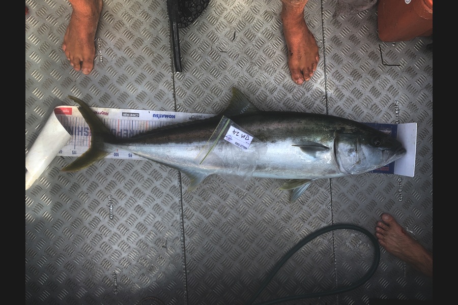 Matt Harrison caught this 109.5cm Kingfish at Northland during The Hirepool Baitmates Fishing Comp