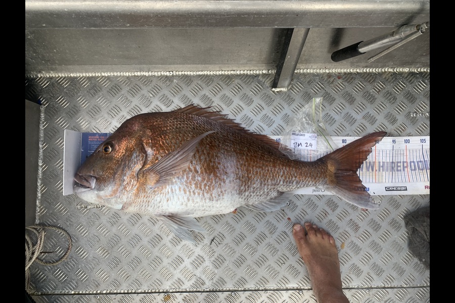 Matt Harrison caught this 84.0cm Snapper at Northland during The Hirepool Baitmates Fishing Comp