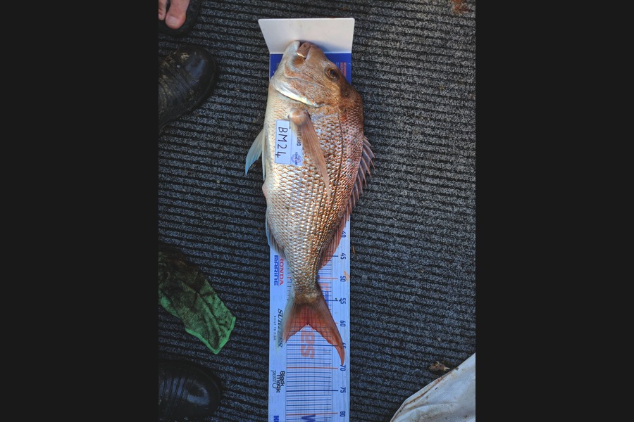 Josh Lawson caught this 60.0cm Snapper at Coromandel during The Hirepool Baitmates Fishing Comp